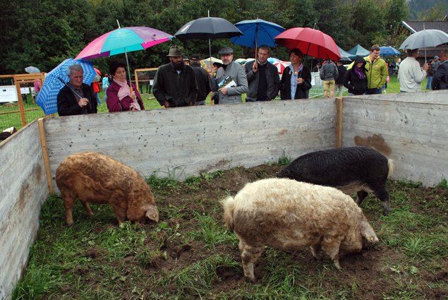 Eine besondere Attraktion waren die beiden ausgestellten seltenen Schweinerassen Mangaliza (im Bild) Turopolje. Sie waren die Hauptschweinerassen in der k.k. Monarchie. (Foto: Reiter)